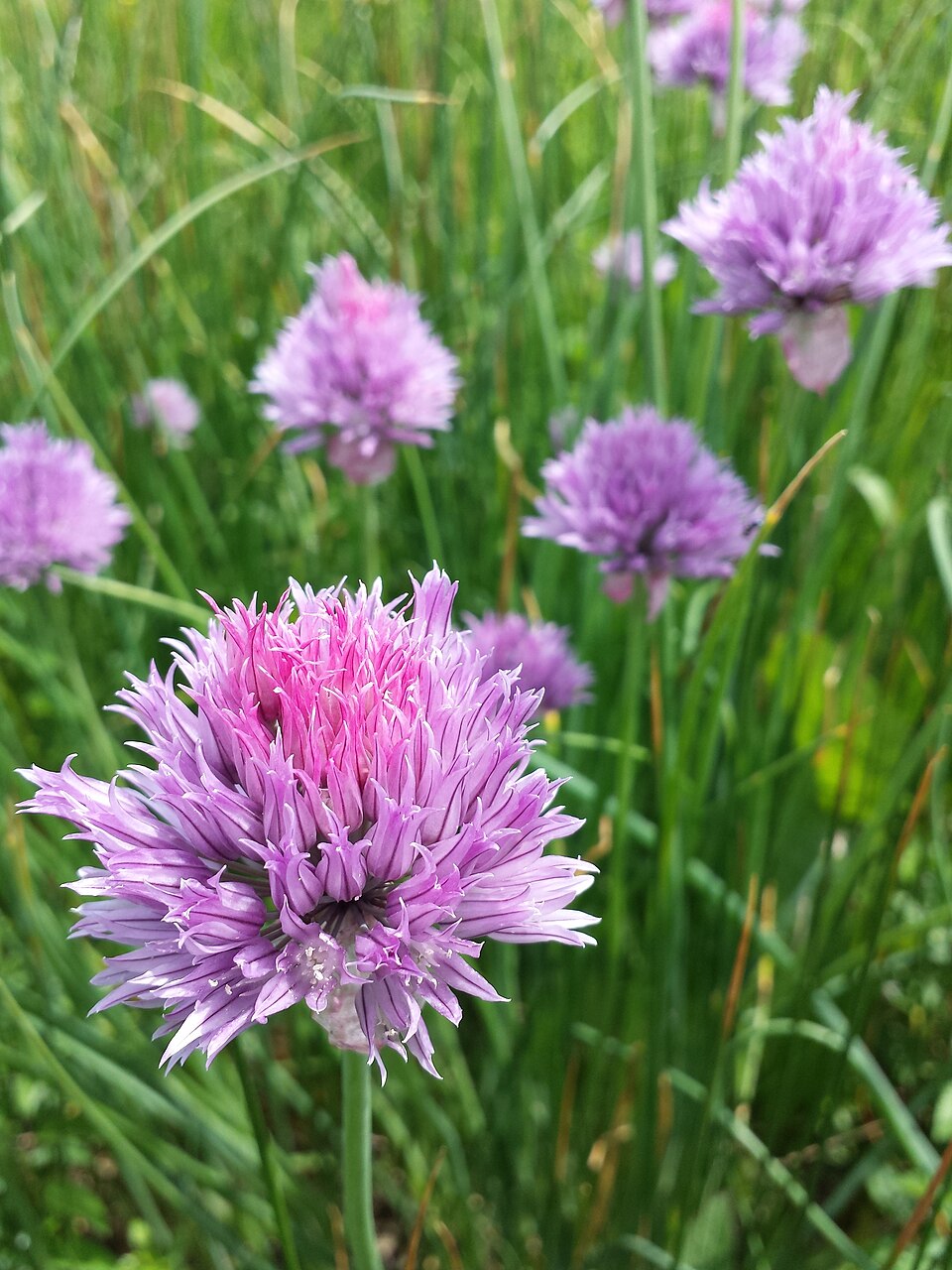 Illustration Allium schoenoprasum, Par Stefan.lefnaer, via wikimedia 