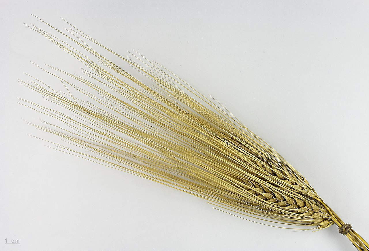 Illustration Hordeum hexastichon, Par Roger Culos, via wikimedia 