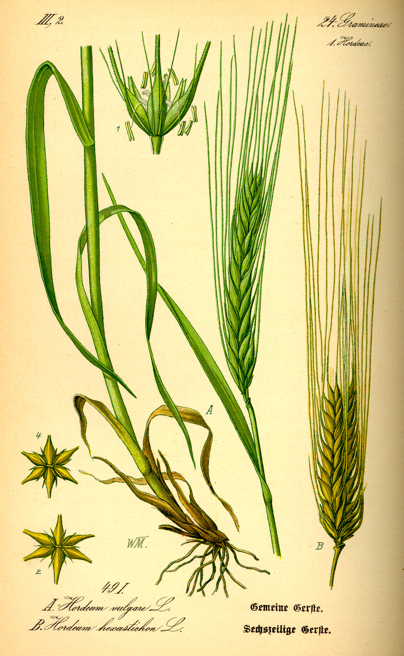 Illustration Hordeum hexastichon, Par Prof.+Dr.+Otto+Wilhelm+Thom%C3%A9+Flora+von+Deutschland%2C+%C3%96sterreich+und+der+Schweiz+1885%2C+Gera%2C+Allemagne, via wikimedia 