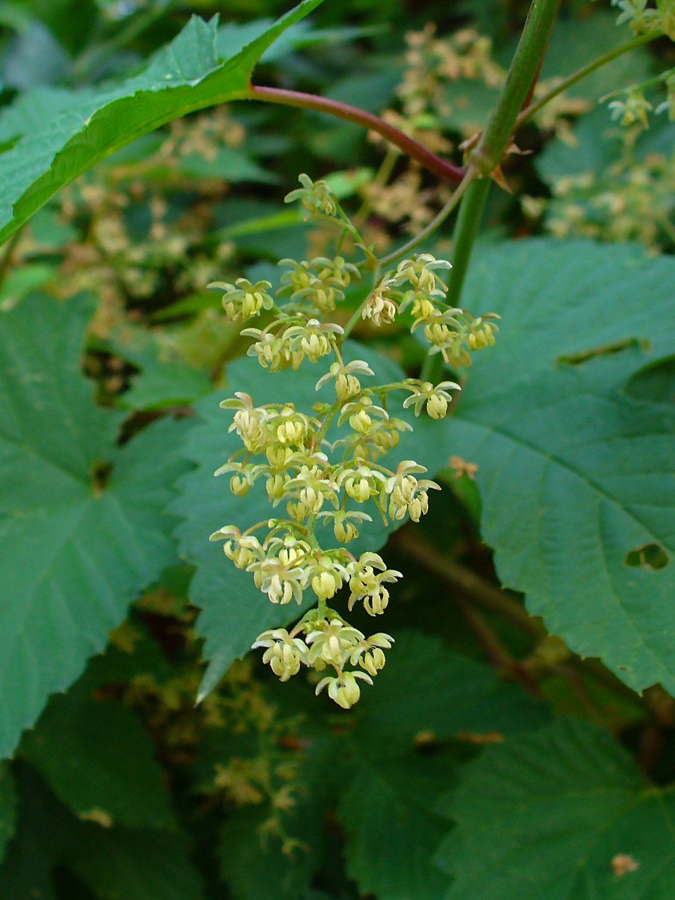 Illustration Humulus lupulus, Par H. Zell, via wikimedia 