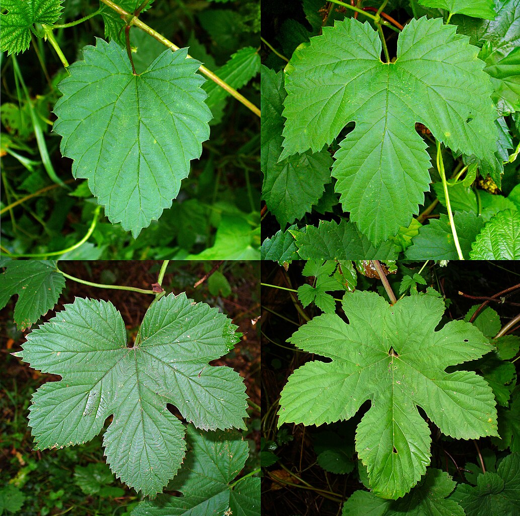 Illustration Humulus lupulus, Par H. Zell, via wikimedia 