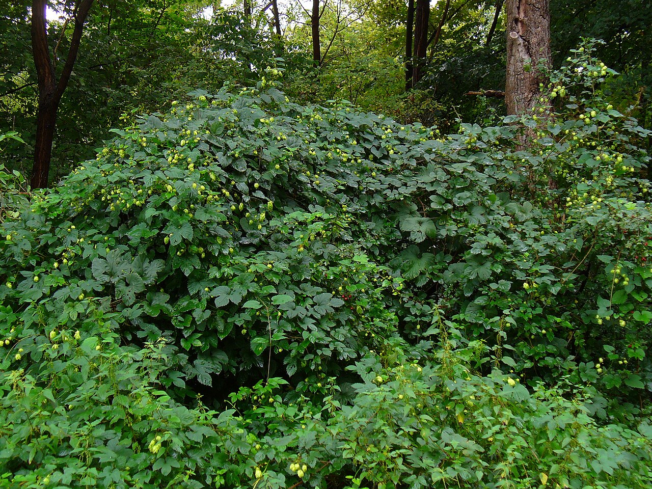 Illustration Humulus lupulus, Par H. Zell, via wikimedia 
