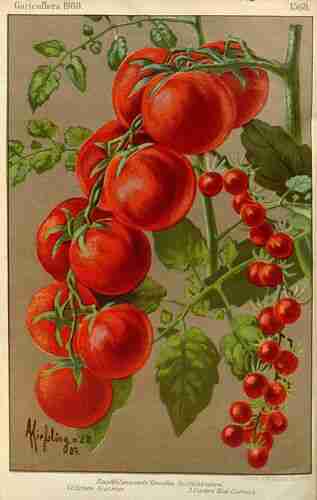 Illustration Solanum lycopersicum, Gartenflora [E. von Regel], (vol. 57: t. 1568 ; 1908) [Kiefsling], via plantillustrations.org 