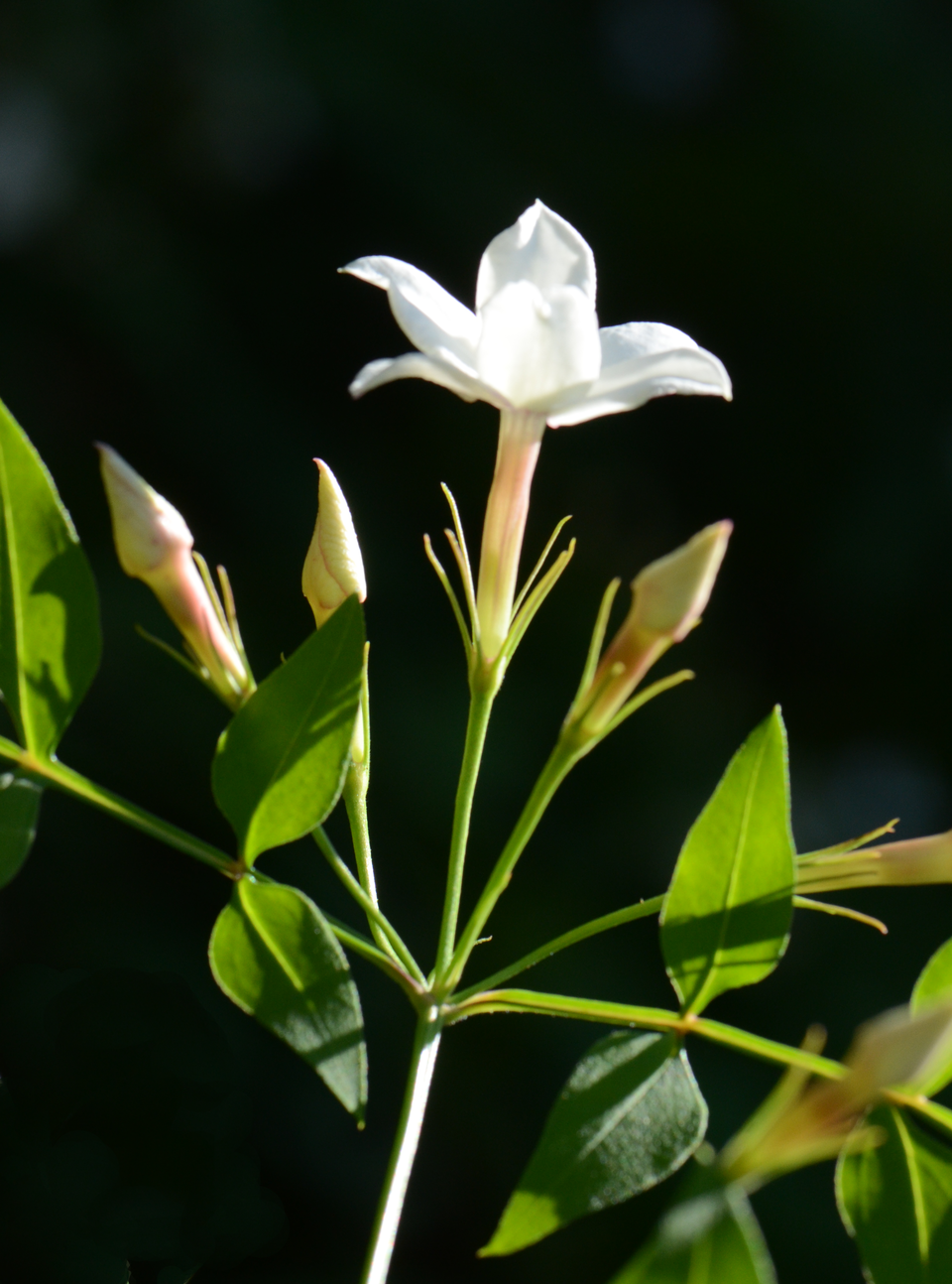 Illustration Jasminum officinale, Par Pancrat, via wikimedia 