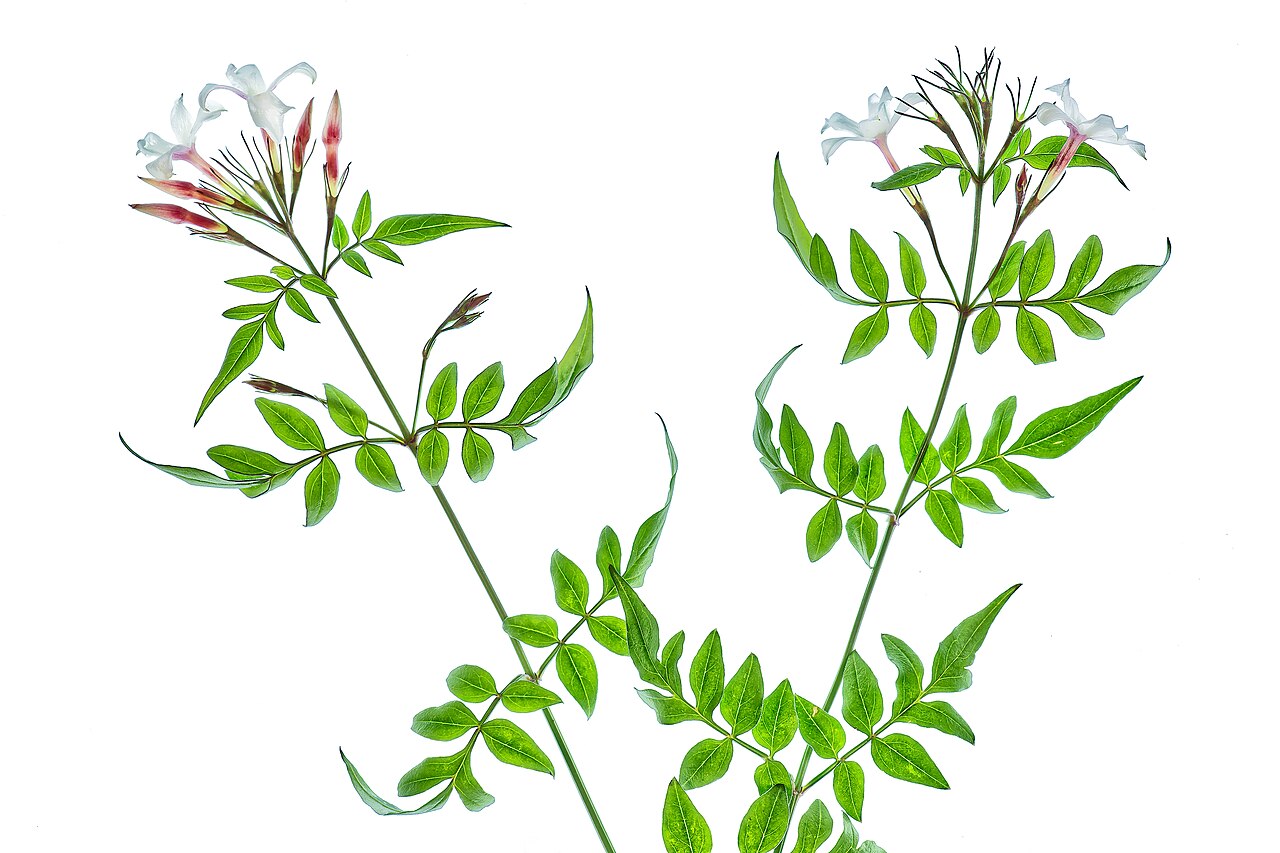 Illustration Jasminum officinale, Par AJC1, via wikimedia 