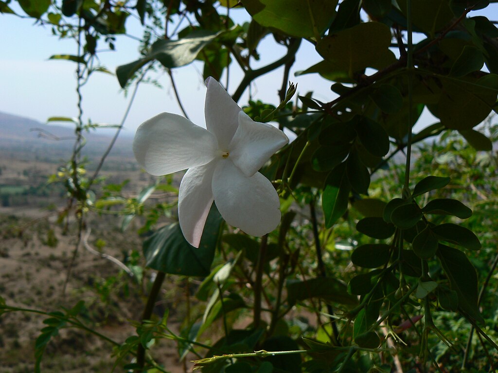 Illustration Jasminum officinale, Par Dinesh+Valke+de+Thane%2C+Indes, via wikimedia 