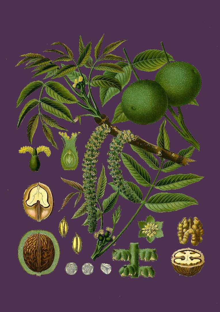 Illustration Juglans regia, Par Ko%CC%88hler%2C+F.E.%2C+Ko%CC%88hler%E2%80%99s+Medizinal+Pflanzen+%281883-1914%29+Med.-Pfl.+vol.+1+%281887%29+t.+%281887%29+, via plantillustrations 