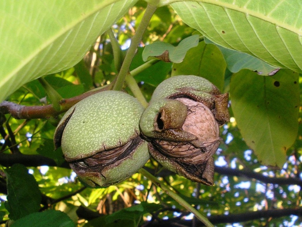 Illustration Juglans regia, Par Allamaso, via wikimedia 