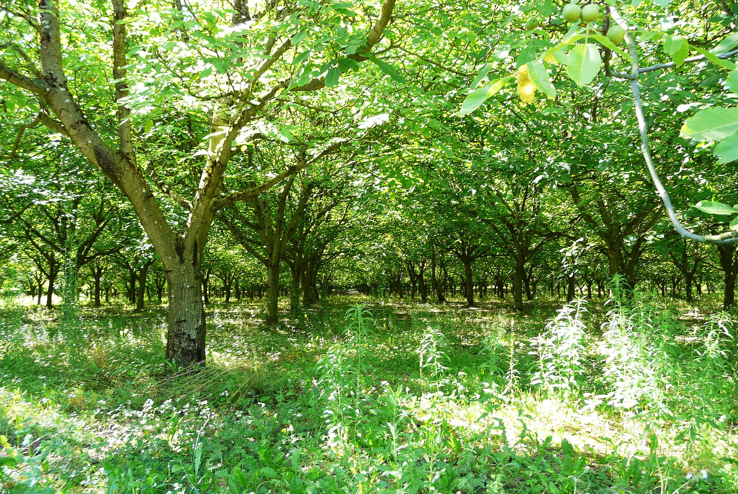 Illustration Juglans regia, Par P%C3%A8re+Igor, via wikimedia 