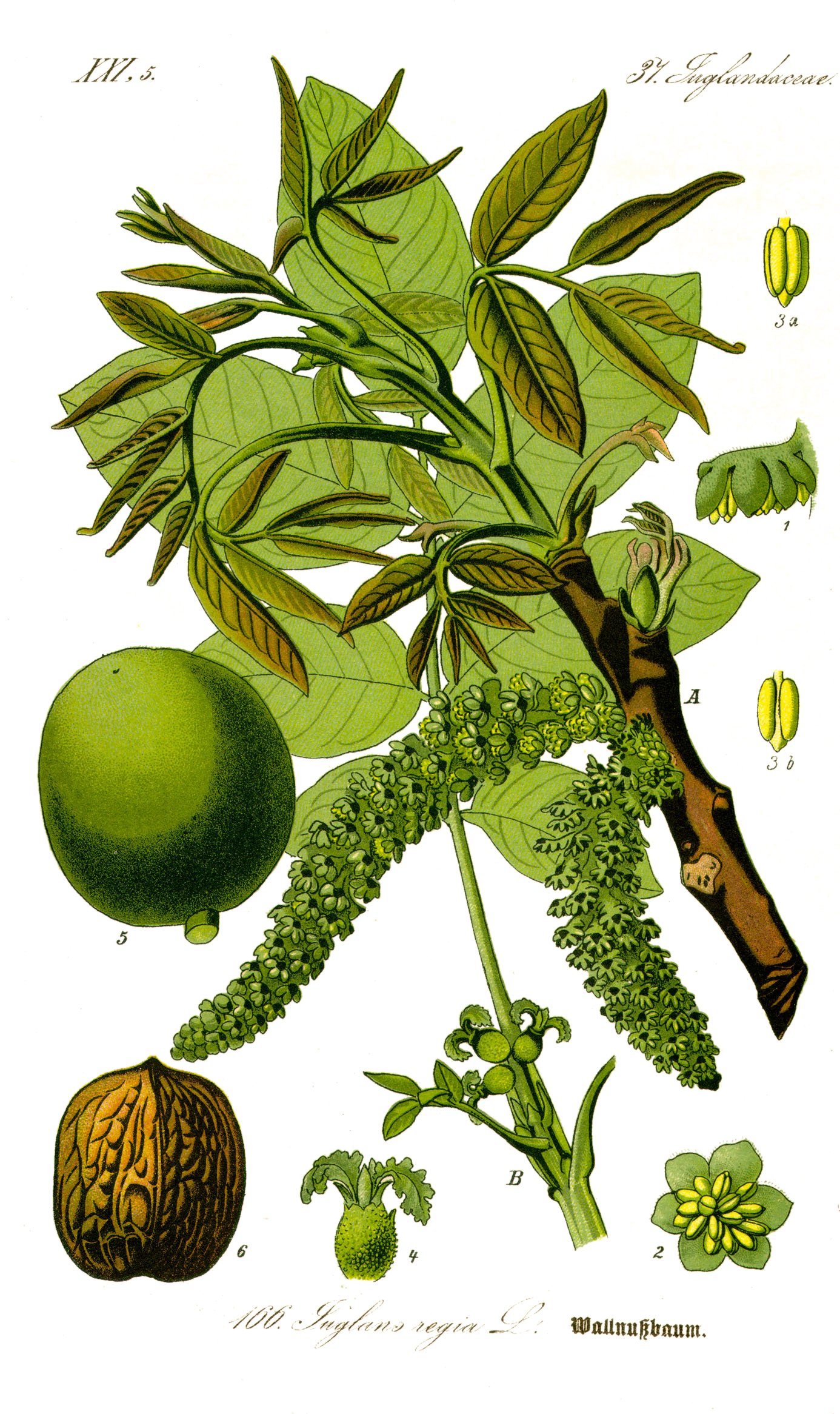 Illustration Juglans regia, Par Prof.+Dr.+Otto+Wilhelm+Thom%C3%A9+Flora+von+Deutschland%2C+%C3%96sterreich+und+der+Schweiz, via wikimedia 