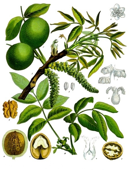 Illustration Juglans regia, Par Franz+Eugen+K%C3%B6hler%2C+K%C3%B6hler%27s+Medizinal-Pflanzen, via wikimedia 