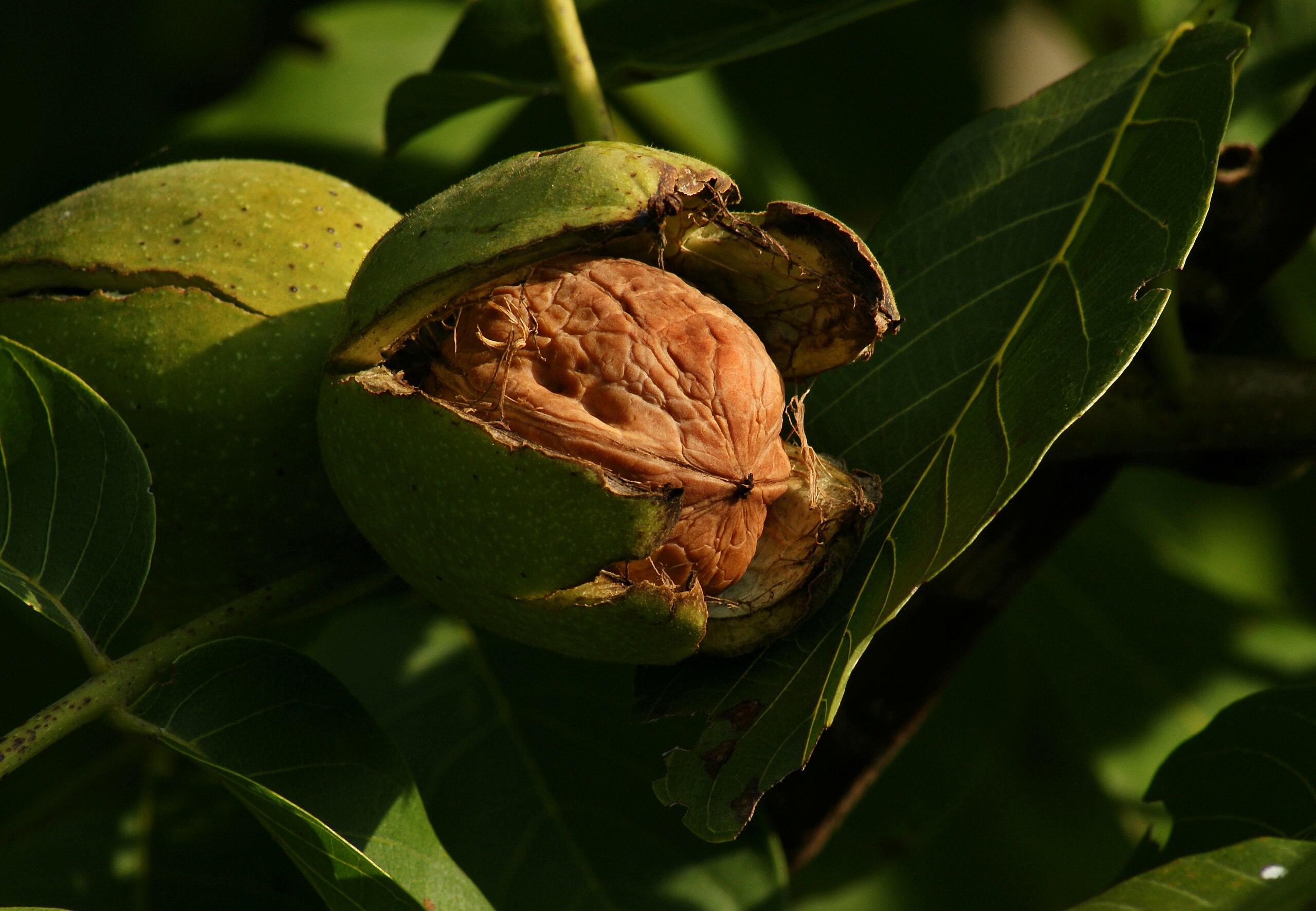 Illustration Juglans regia, Par B%C3%B6hringer+Friedrich, via wikimedia 