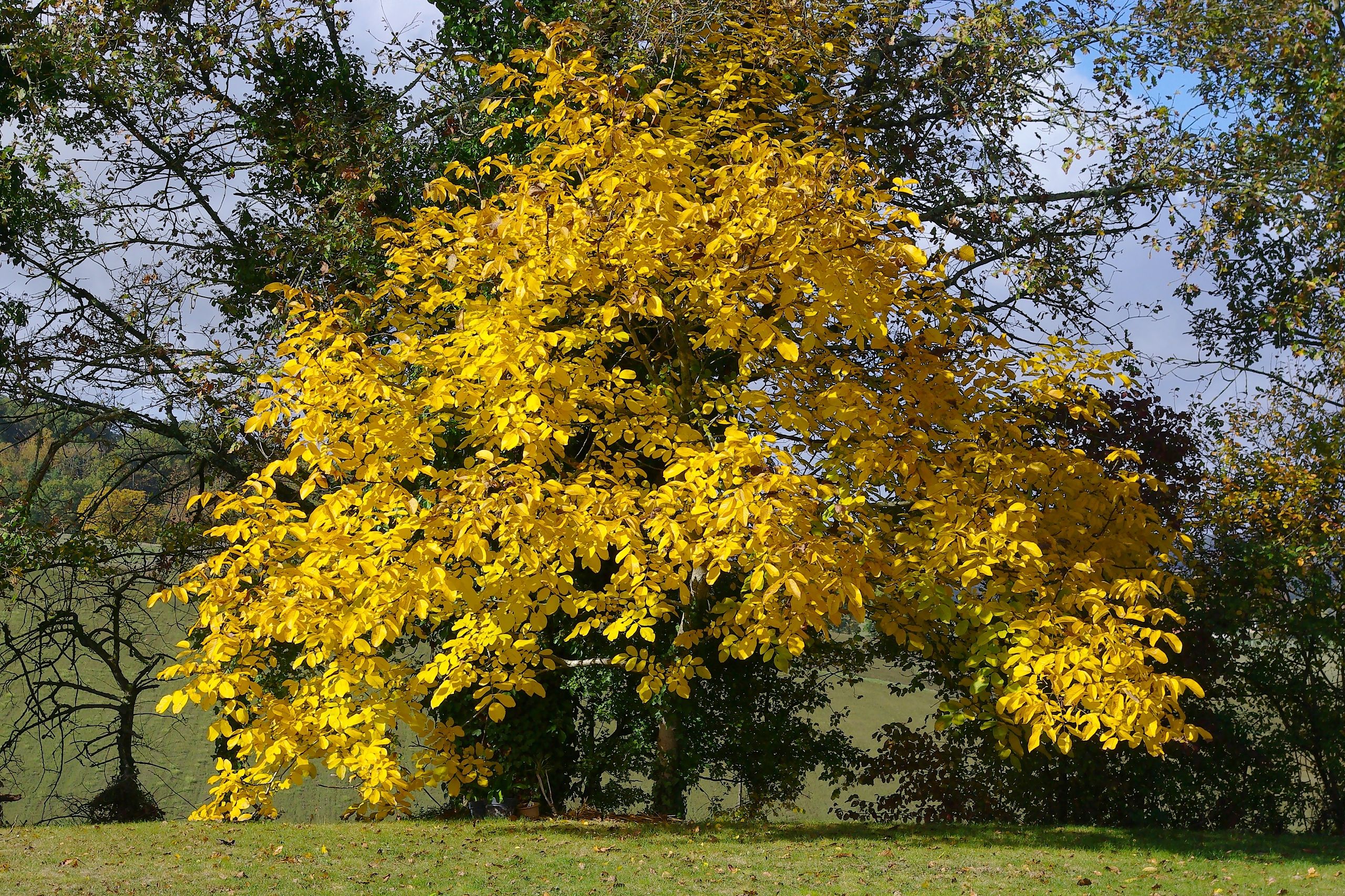 Illustration Juglans regia, Par JLPC, via wikimedia 