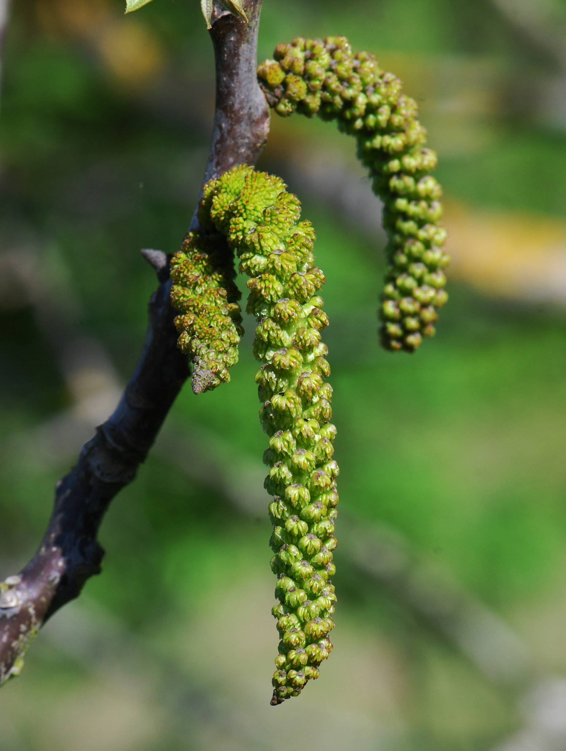 Illustration Juglans regia, Par Pancrat, via wikimedia 