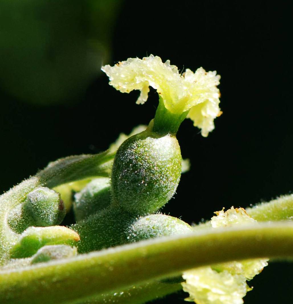 Illustration Juglans regia, Par Pancrat, via wikimedia 