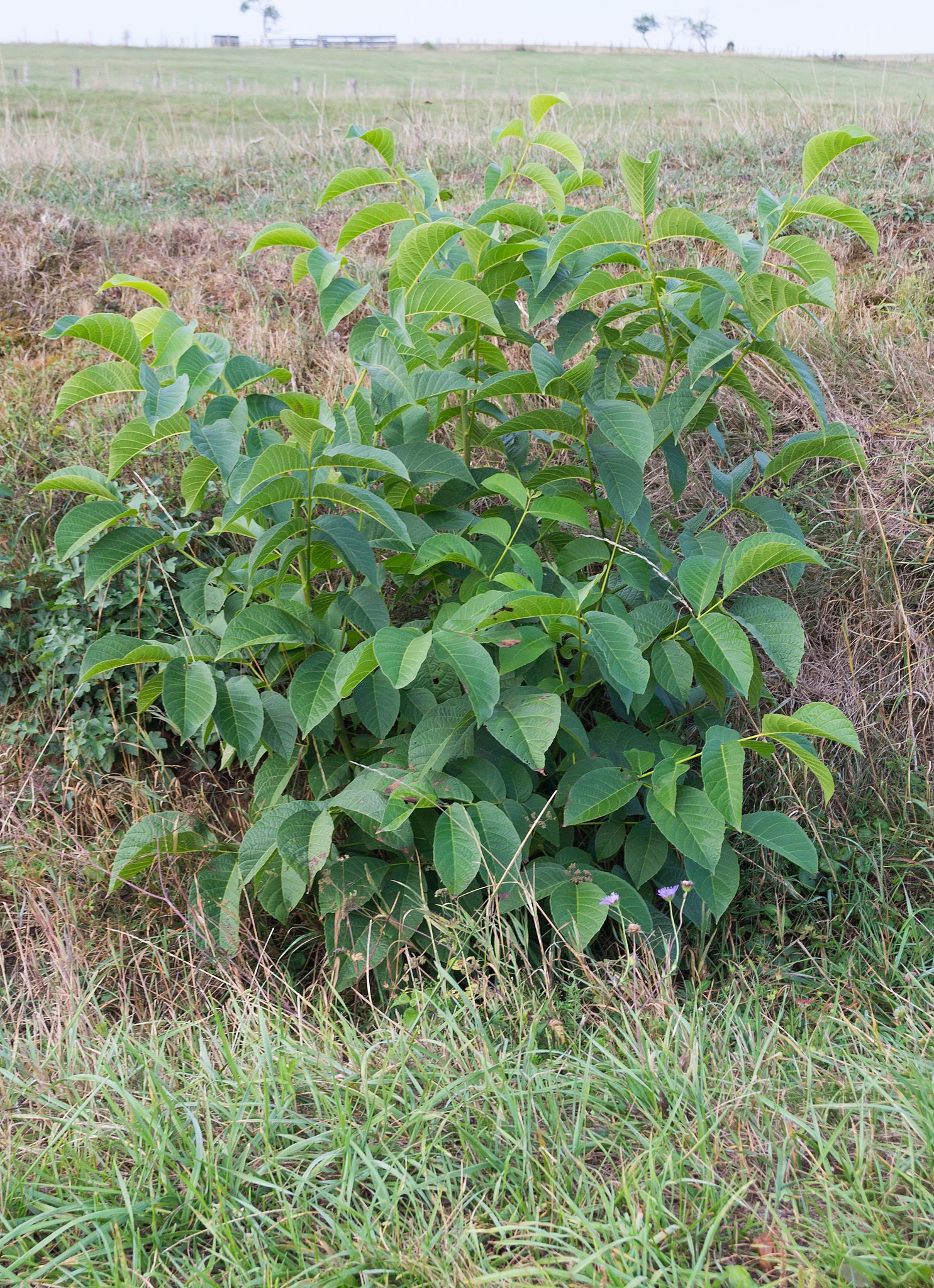 Illustration Juglans regia, Par Moinats, via wikimedia 