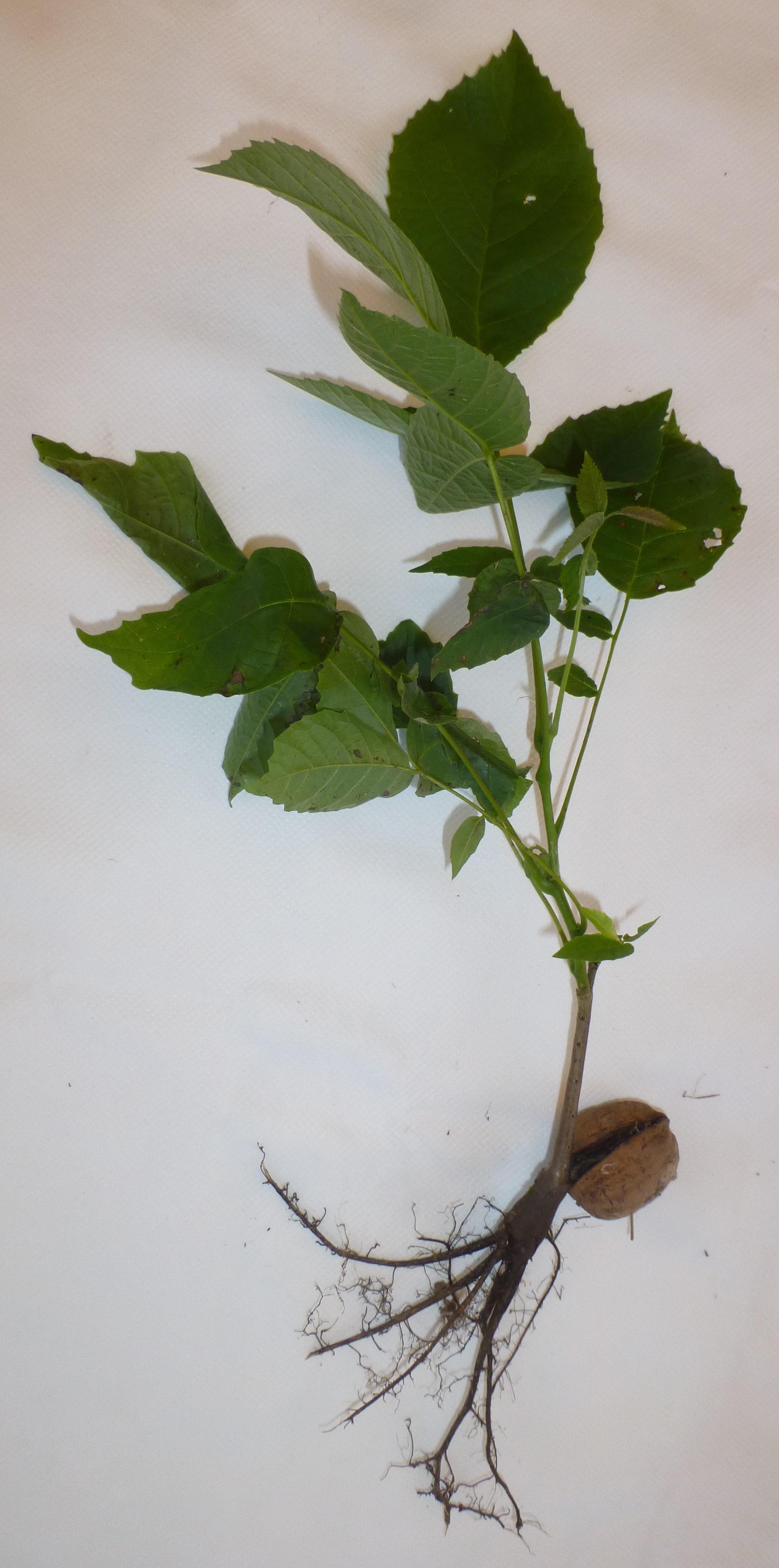 Illustration Juglans regia, Par Cadenasse, via wikimedia 