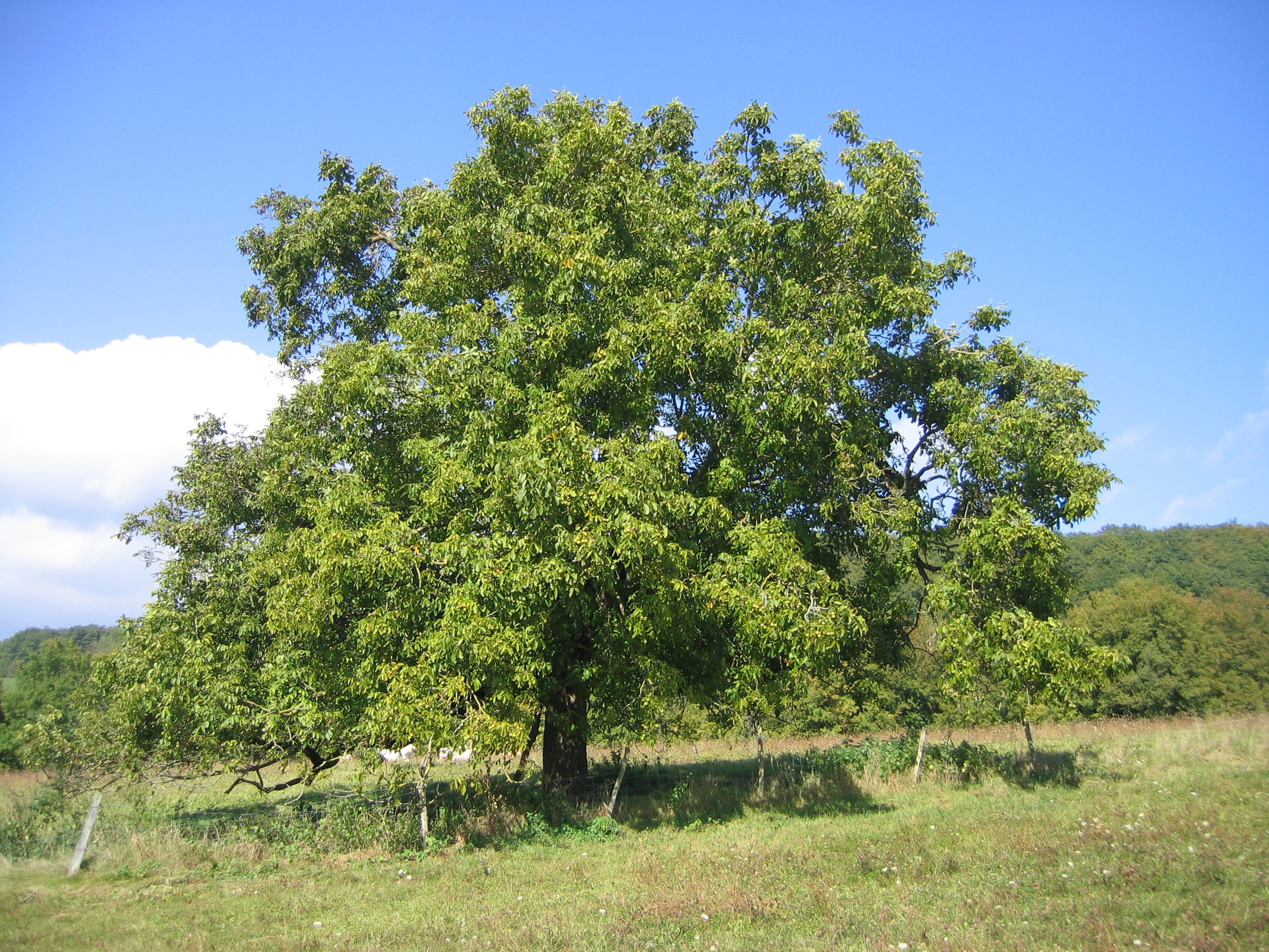Illustration Juglans regia, Par Thesupermat, via wikimedia 