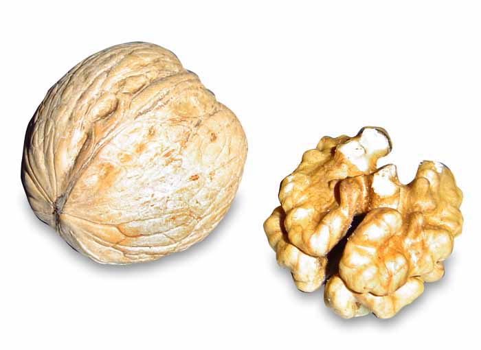 Illustration Juglans regia, Par Horst Frank, via wikimedia 