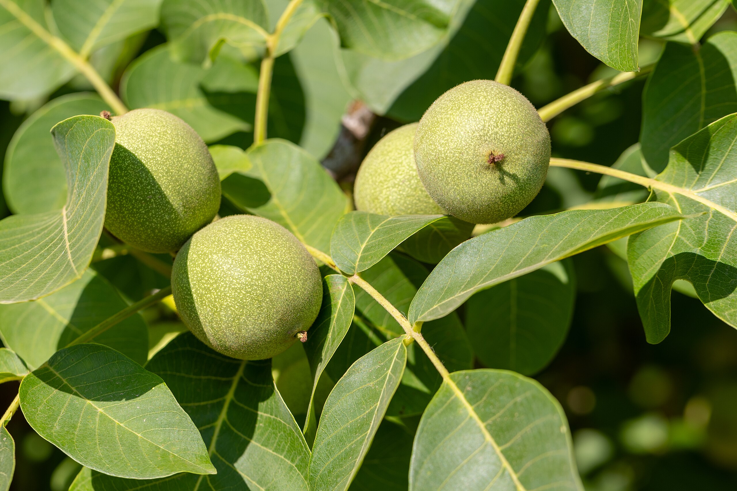 Illustration Juglans regia, Par Frank Schulenburg, via wikimedia 