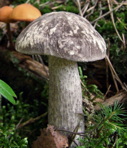 Illustration 18151_leccinum_variicolor_wikimedia_2008-09-05_Leccinum_variicolor_crop.jpg