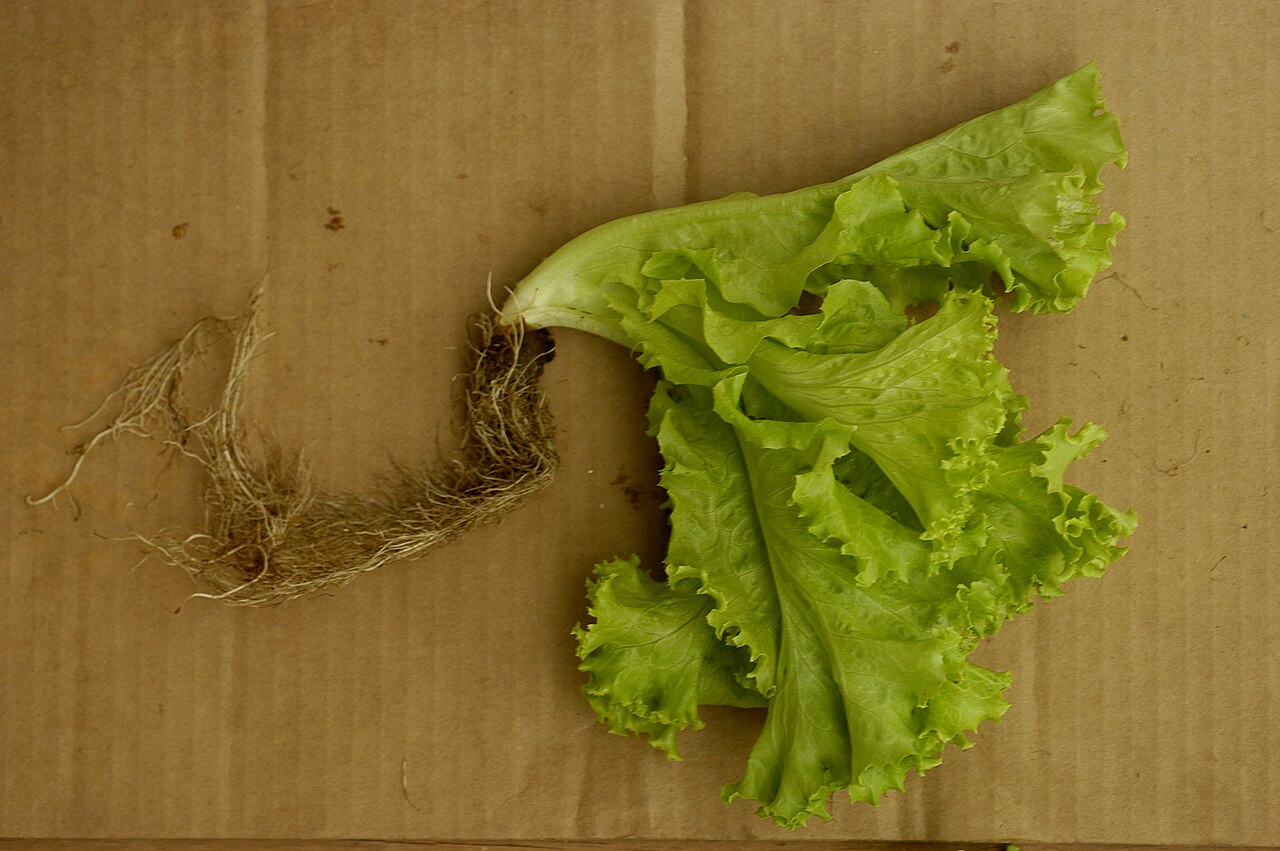 Illustration Lactuca sativa, Par CostaPPPR, via wikimedia 