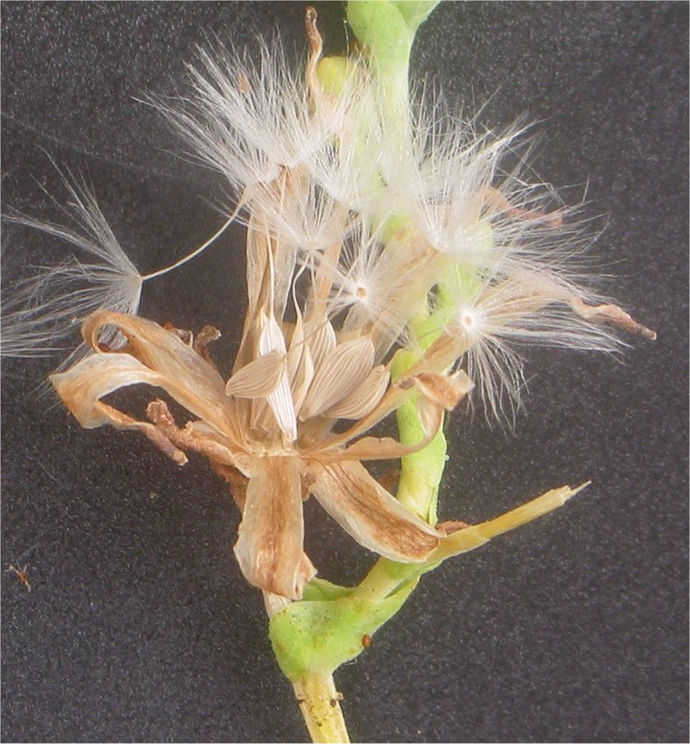 Illustration Lactuca sativa, Par Rasbak, via wikimedia 