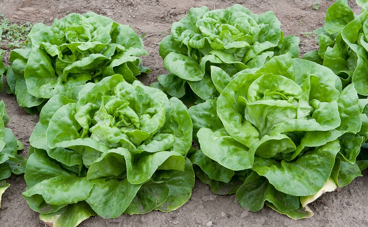 Illustration Lactuca sativa, Par Lettuce, via wikimedia 