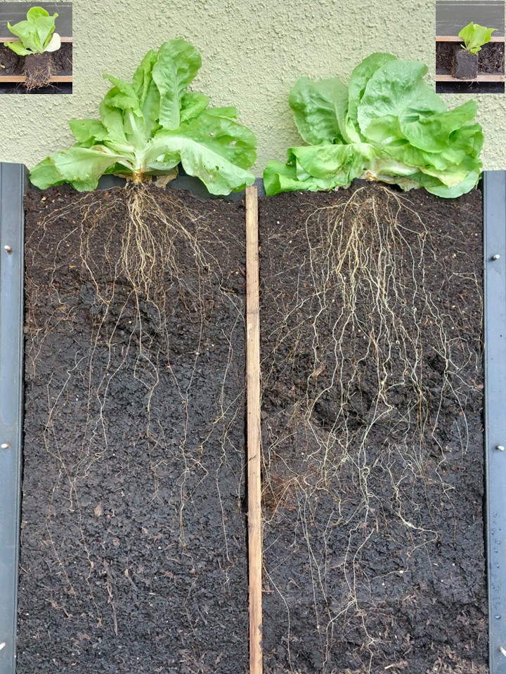 Illustration Lactuca sativa, Par Schlaghecken Josef, via wikimedia 