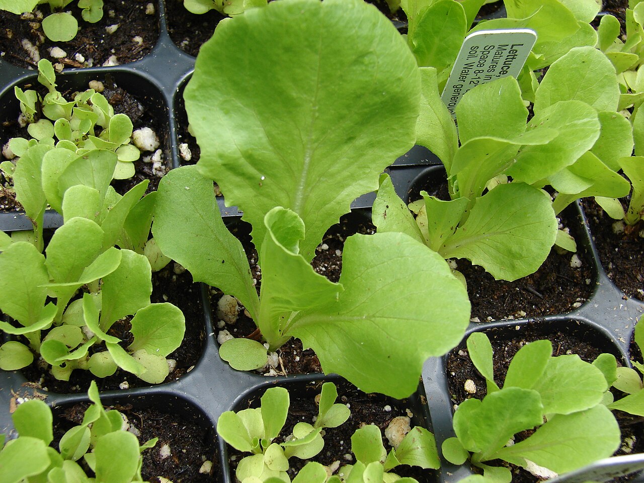 Illustration Lactuca sativa, Par Forest+%26+Kim+Starr, via wikimedia 