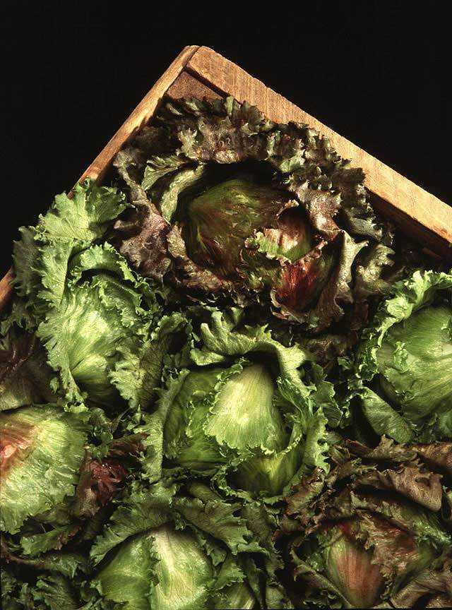 Illustration Lactuca sativa, Par Taragui, via x 