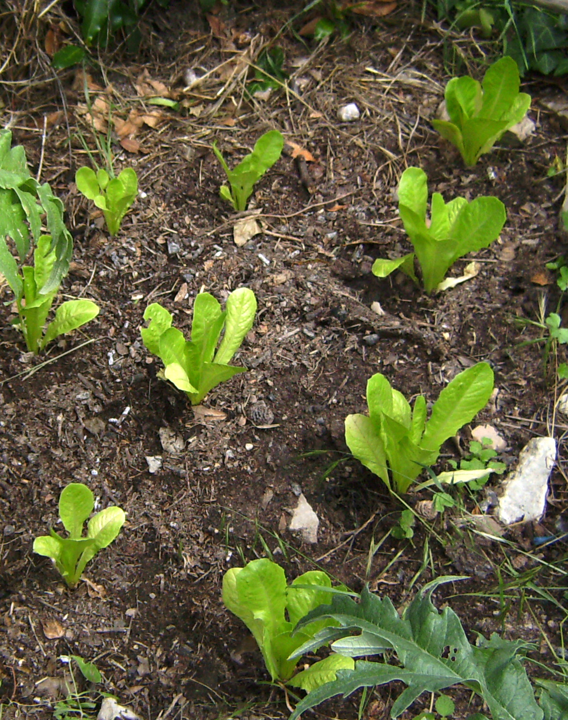 Illustration Lactuca sativa var. longifolia, Par Victor M. Vicente Selvas, via wikimedia 