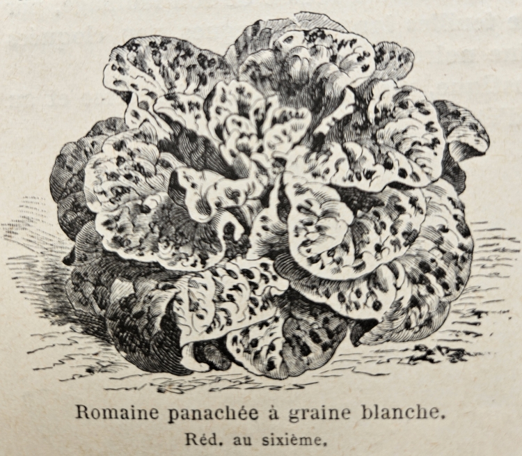 Illustration Lactuca sativa var. longifolia, Par Les+plantes+potag%C3%A8res+Vilmorin-Andrieux+%26+C%C2%B0, via wikimedia 