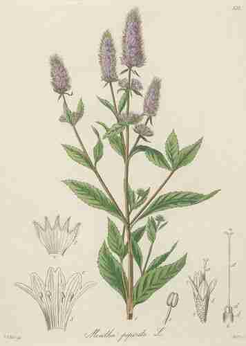 Illustration Mentha x piperita, Par Kohl F.G. (Die officinellen Pflanzen der Pharmacopoea Germanica, t. 139 ; 1891-1895) [F.G. Kohl], via botanicalillustrations 