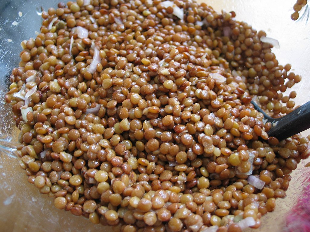 Illustration Lens culinaris, Par DocteurCosmos, via wikimedia 