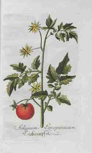 Illustration Solanum lycopersicum, Plantarum indigenarum et exoticarum Icones ad vivum coloratae (vol. 5: t. 56 ; 1792), via plantillustrations.org 