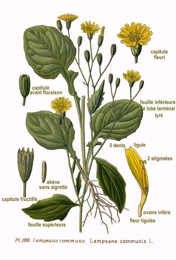 Illustration Lapsana communis, Par Amédée Masclef  (Atlas des plantes de France. 1891), via wikimedia 