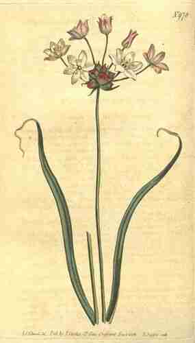 Illustration Allium roseum, Par Curtiss Botanical Magazine (vol. 25: t. 97 ; 1807) [S.T. Edwards], via x 