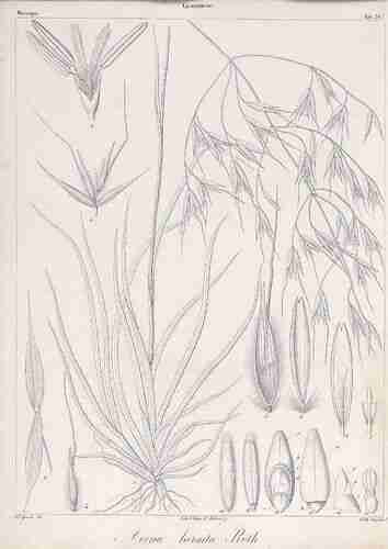 Illustration Avena barbata, Par Webb P.B., Berthelot S., (Histoire naturelle des Iles Canaries, vol. 2(3): p. 400, t. 247 ; 1836) [Mme. Spach], via plantillustrations.org 