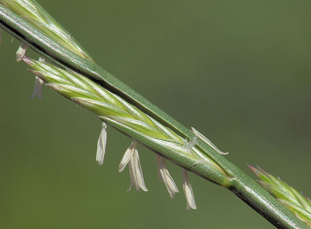Illustration Lolium perenne, Par Rasbak, via wikimedia 