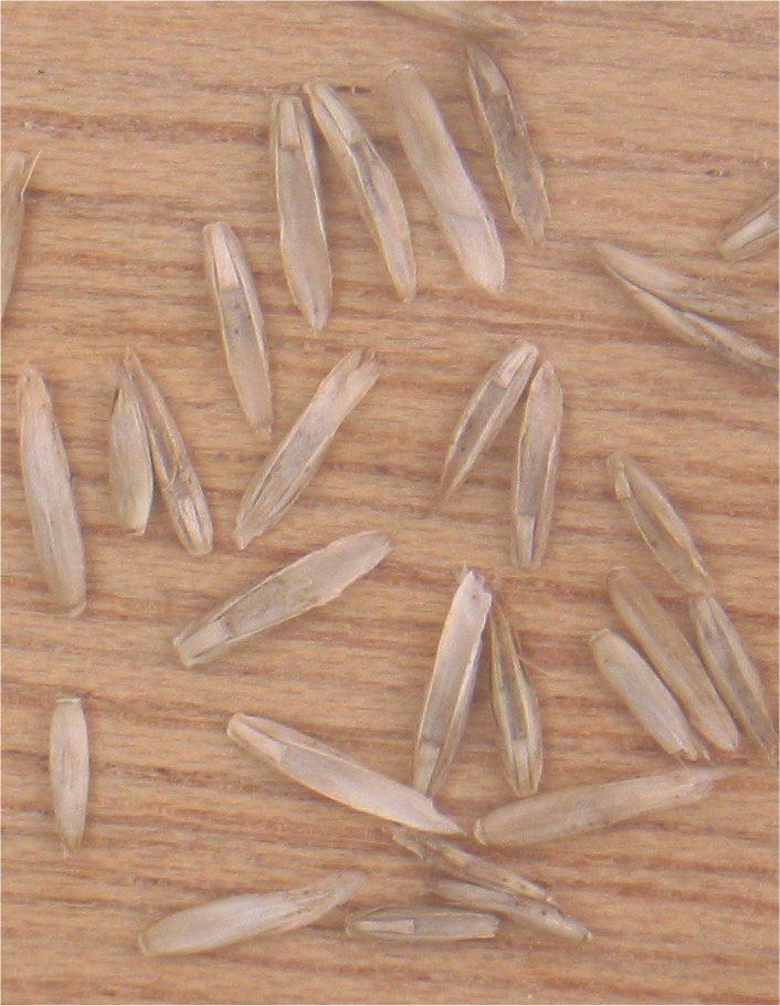 Illustration Lolium perenne, Par Rasbak, via wikimedia 