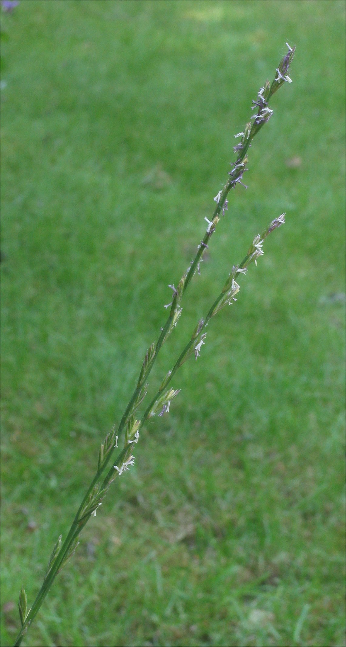Illustration Lolium perenne, Par Rasbak, via wikimedia 