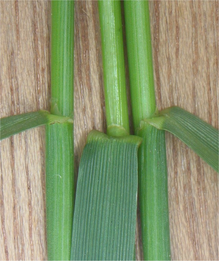 Illustration Lolium perenne, Par Rasbak, via wikimedia 