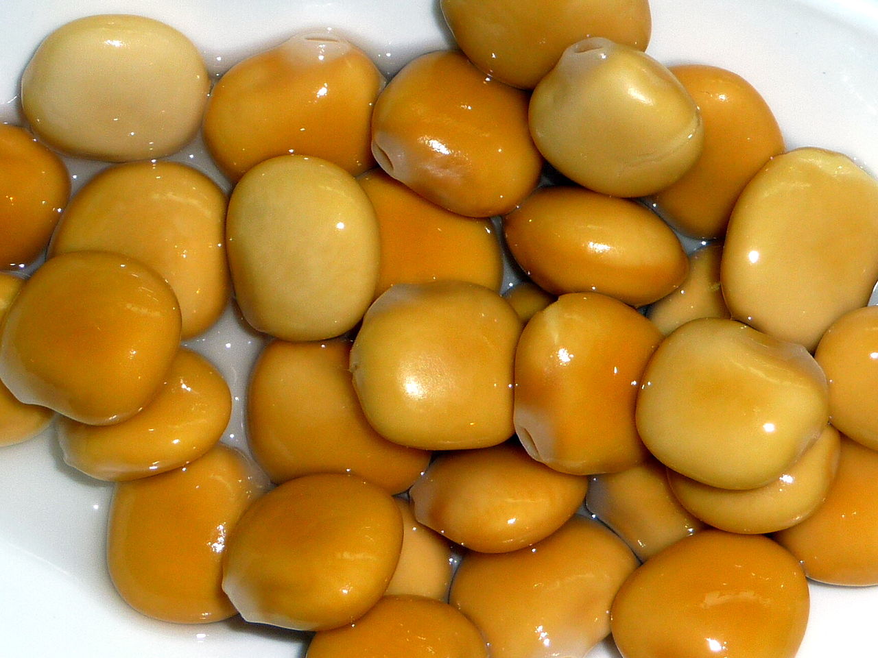 Illustration Lupinus albus, Par Calapito, via wikimedia 