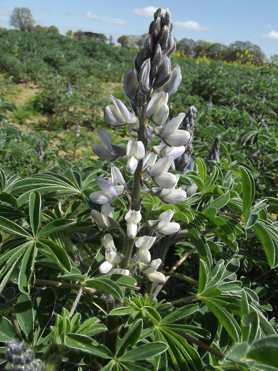 Illustration Lupinus albus, Par Jean-Claude+Echardour+%5BCC+BY-SA%5D%2C+via+Tela+Botanica, via wikimedia 