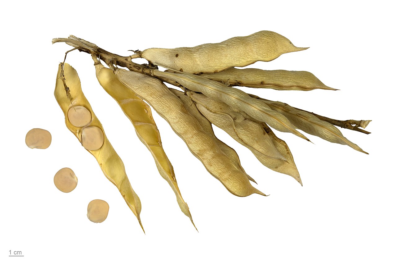 Illustration Lupinus albus, Par Roger Culos, via wikimedia 