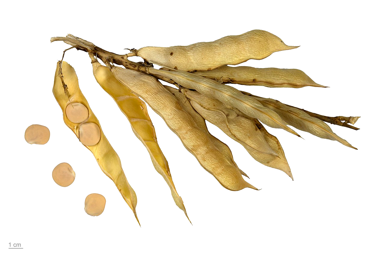 Illustration Lupinus albus, Par Roger Culos, via wikimedia 