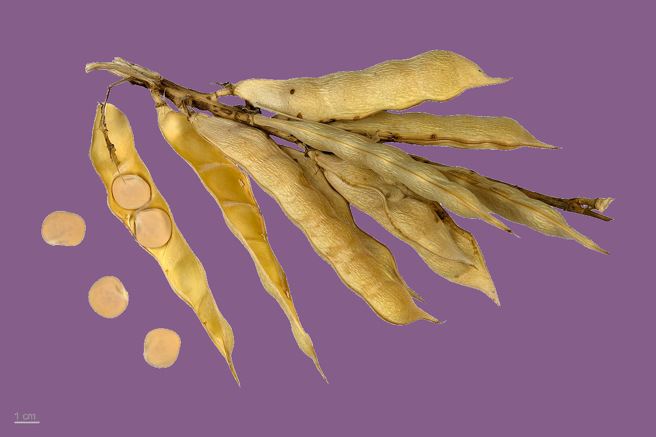 Illustration Lupinus albus, Par Roger Culos, via wikimedia 