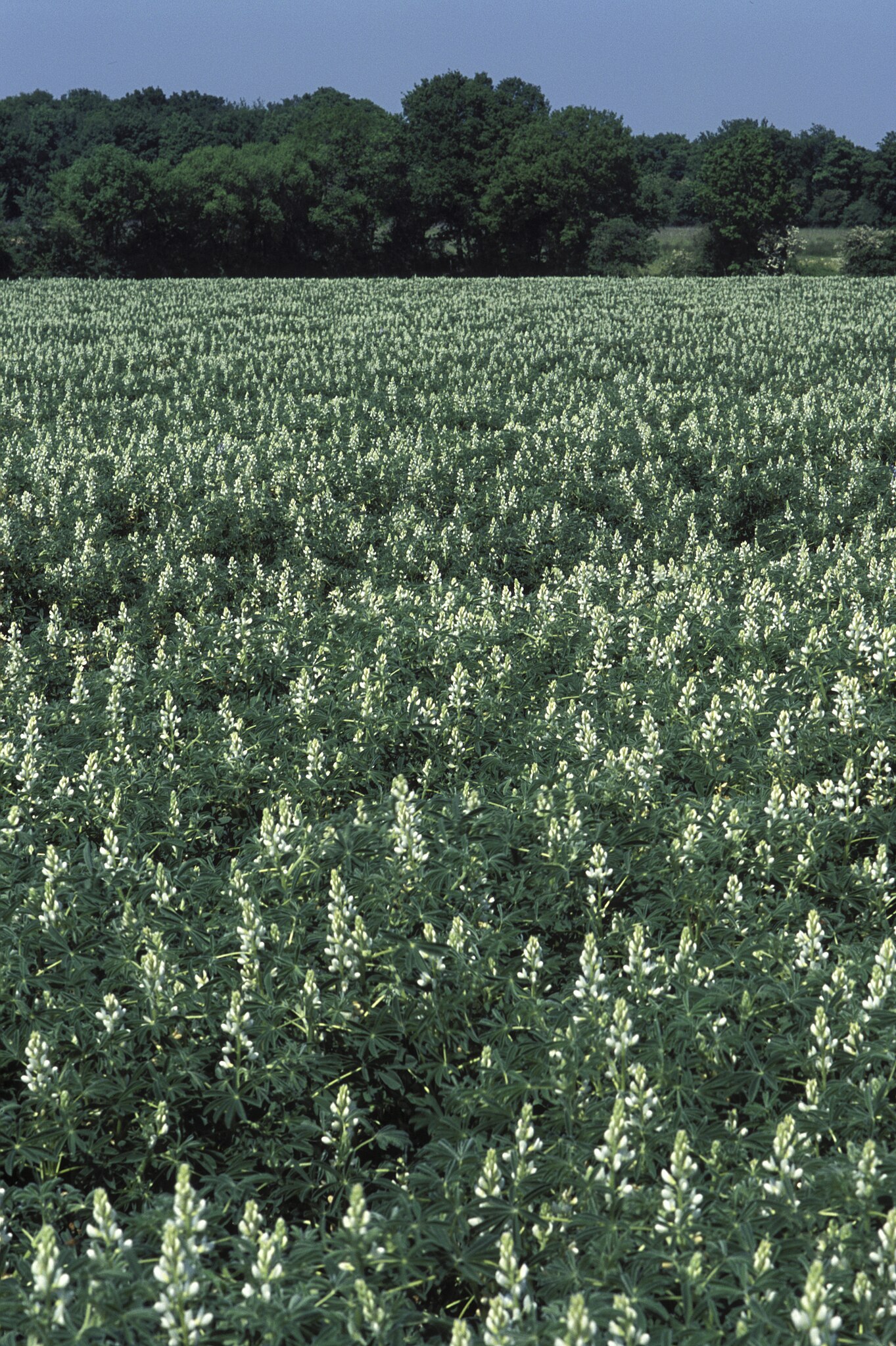 Illustration Lupinus albus, Par Jean Weber, via wikimedia 
