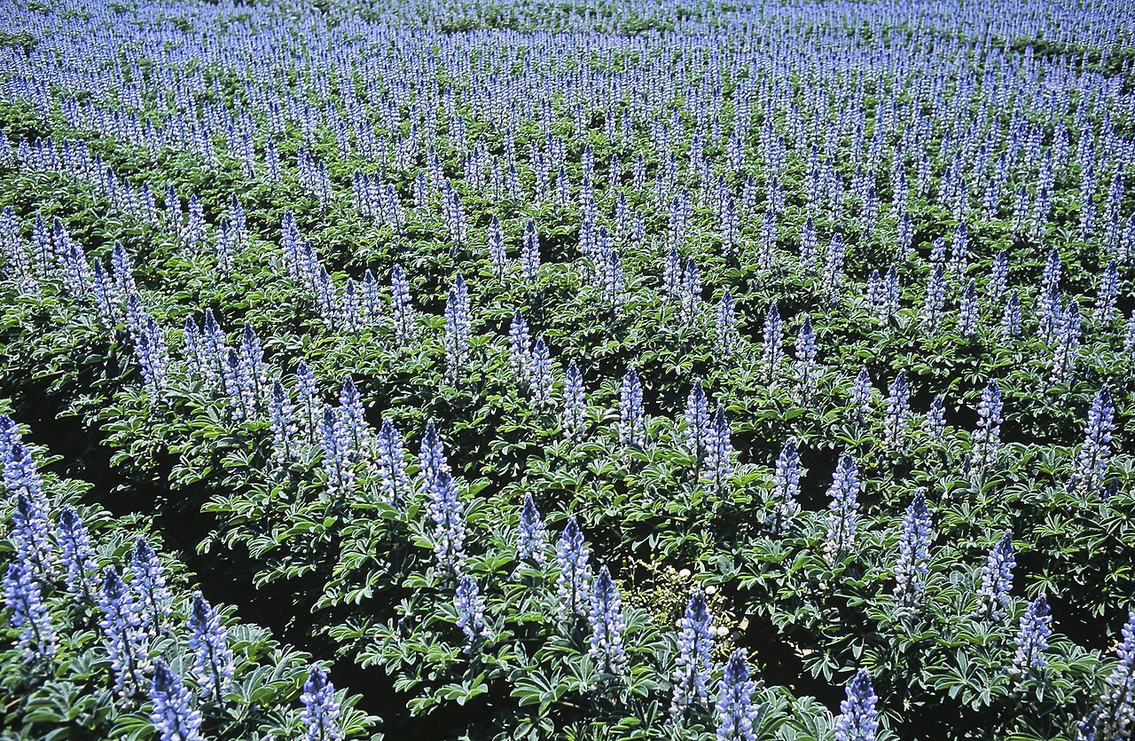 Illustration Lupinus albus, Par Jean Weber, via wikimedia 
